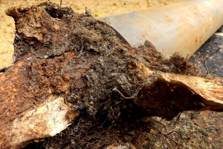 Tree Roots Growing Inside Your Main Sewer Line
